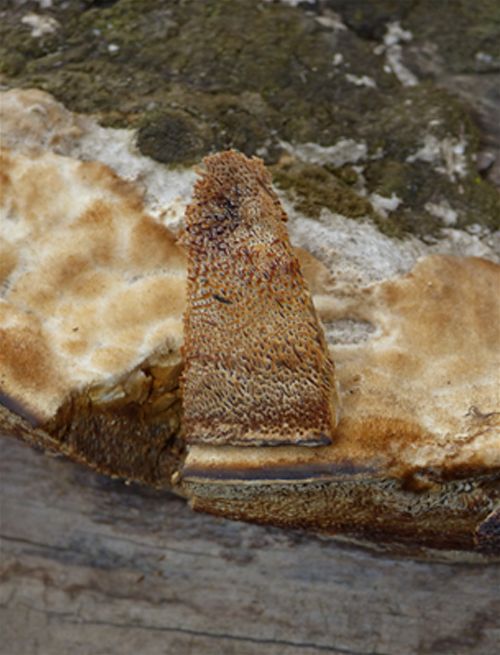 The pore surface showing the colouration and pore shape.